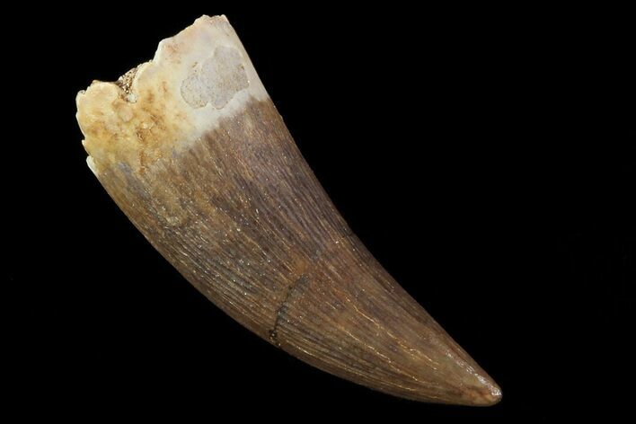 Fossil Plesiosaur (Zarafasaura) Tooth - Morocco #81584